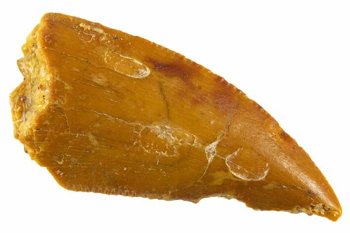 Serrated Raptor Tooth - Real Dinosaur Tooth #332452